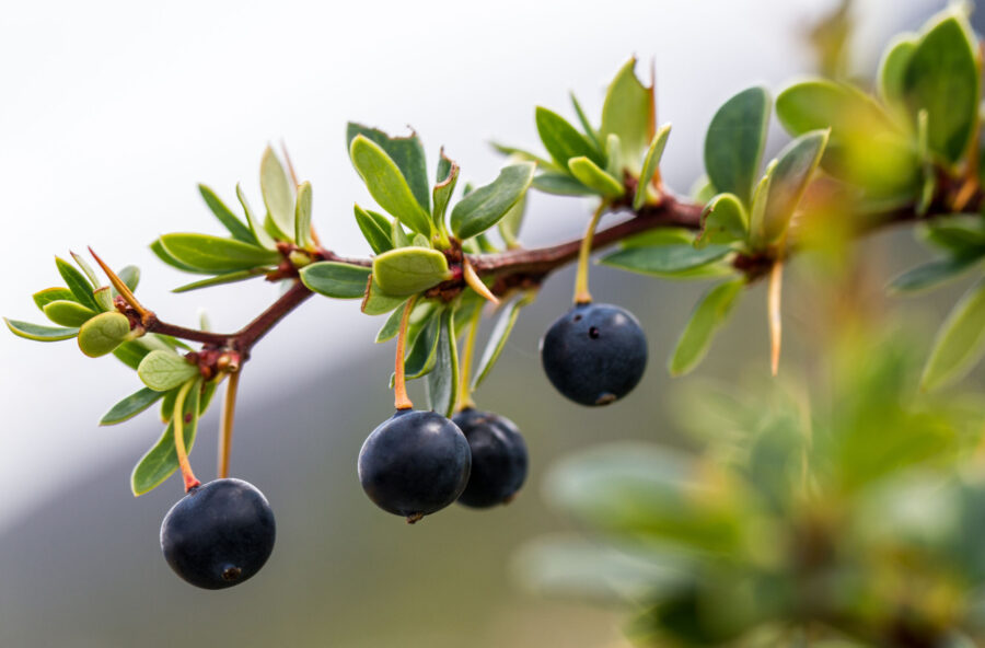 Integratori: sotto il sole la pelle va nutrita con i superfood