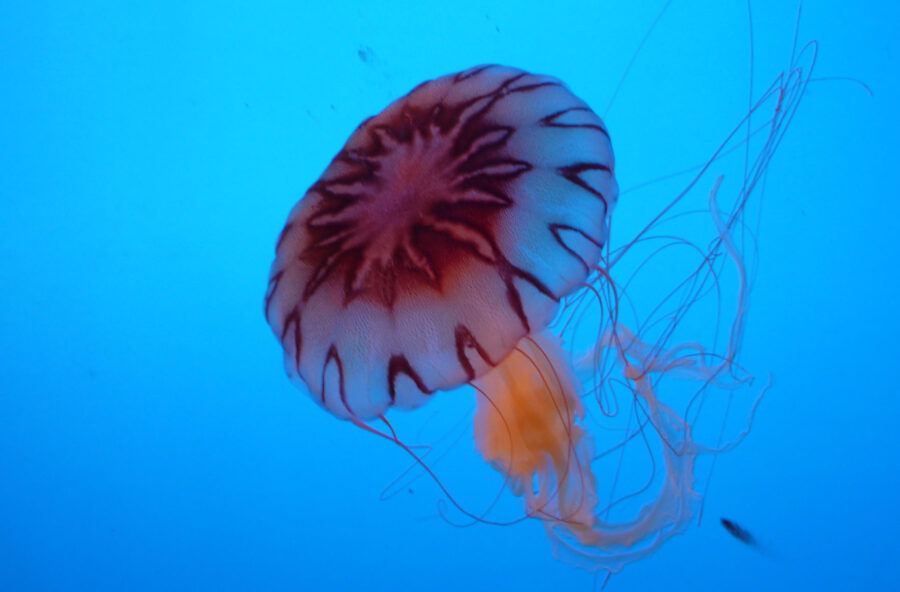 Pronto soccorso estivo: il rimedio è naturale