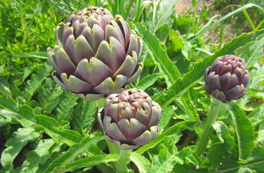 Contro il colesterolo un aiuto naturale