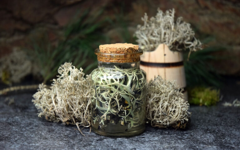 Iceland reindeer moss tincture for health