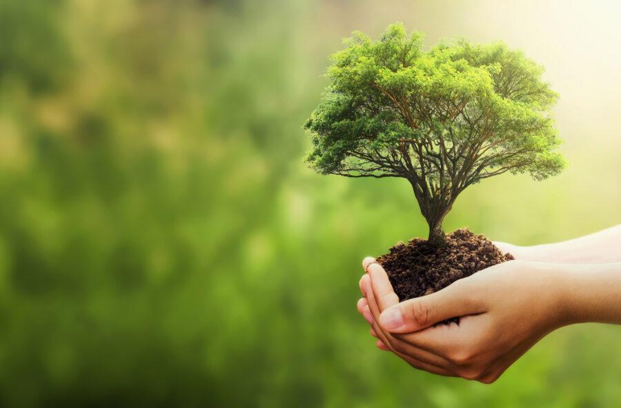 Giornata della Terra 2023: ripartiamo dagli alberi
