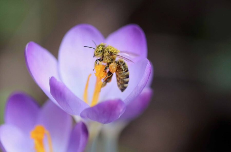 Giornata mondiale delle api: ecco cosa puoi fare per difenderle