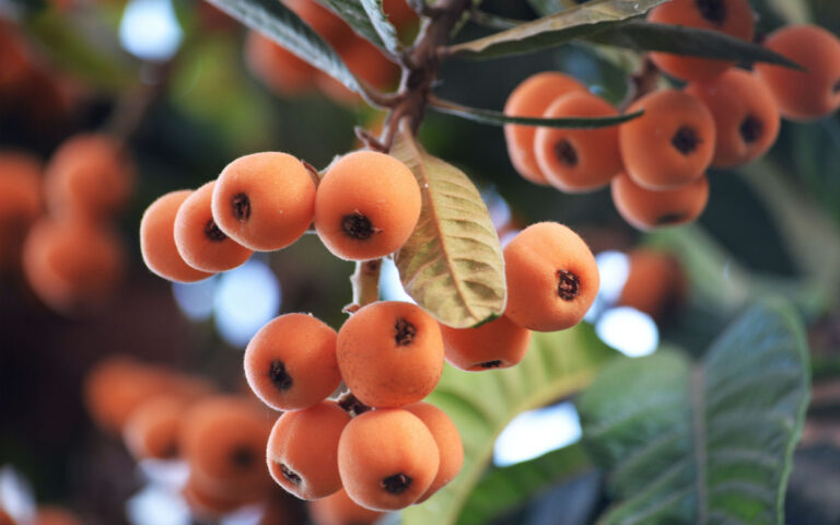 nespole nespole
