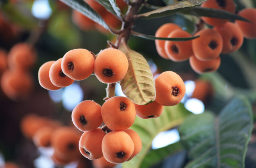 Nespole, l’idratante naturale per una pelle più bella Nespole, l’idratante naturale per una pelle più bella