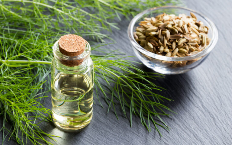 A bottle of fennel essential oil with fresh green fennel twigs and seeds A bottle of fennel essential oil with fresh green fennel twigs and seeds