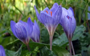 Zafferano, la spezia della fertilità e del benessere femminile Zafferano, la spezia della fertilità e del benessere femminile