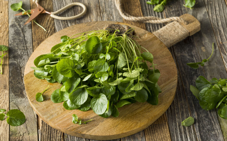 Raw Green Organic Living Water Cress Ready to Eat