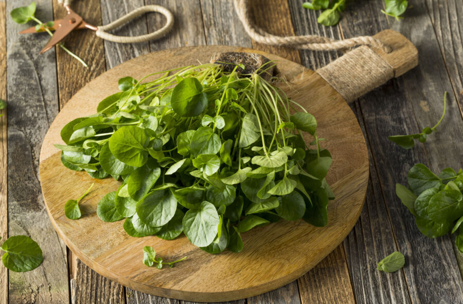 Crescione: il tuo cocktail di vitamine per risvegliare le difese e combattere l’invecchiamento