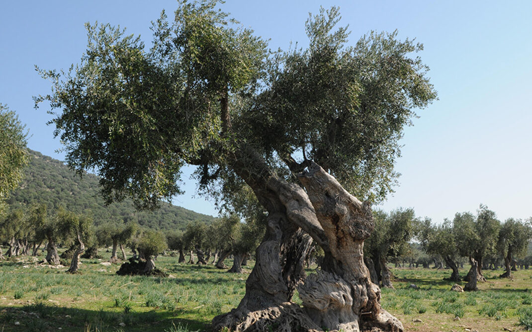 ulivo_pugliese_clemente I nostri ulivi pugliesi.