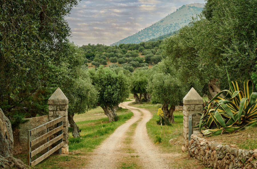 Olio extravergine di oliva: una scelta “fenomenale” contro infiammazioni e invecchiamento