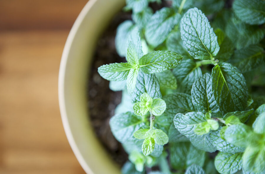 Menta: 5 rimedi a tutta freschezza