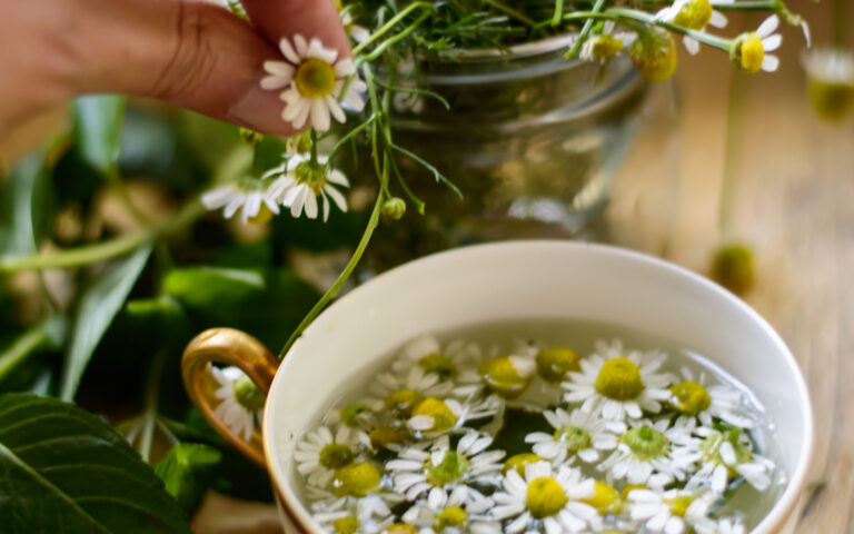 Healthy living and organic lifestyle, woman making fresh Chamomile Tea (Matricaria Recutita) with chamomile flowers and mint leaves closeup of hand picking flowers and vintage gold rim tea cup with hot water Healthy living and organic lifestyle, woman making fresh Chamomile Tea (Matricaria Recutita) with chamomile flowers and mint leaves closeup of hand picking flowers and vintage gold rim tea cup with hot water