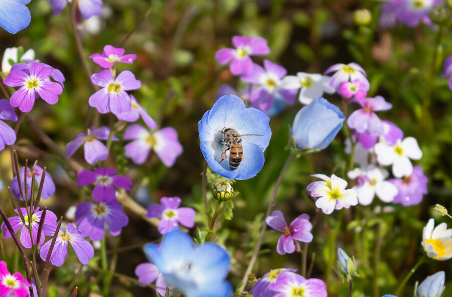 Un prato fiorito per la Giornata Mondiale della Terra