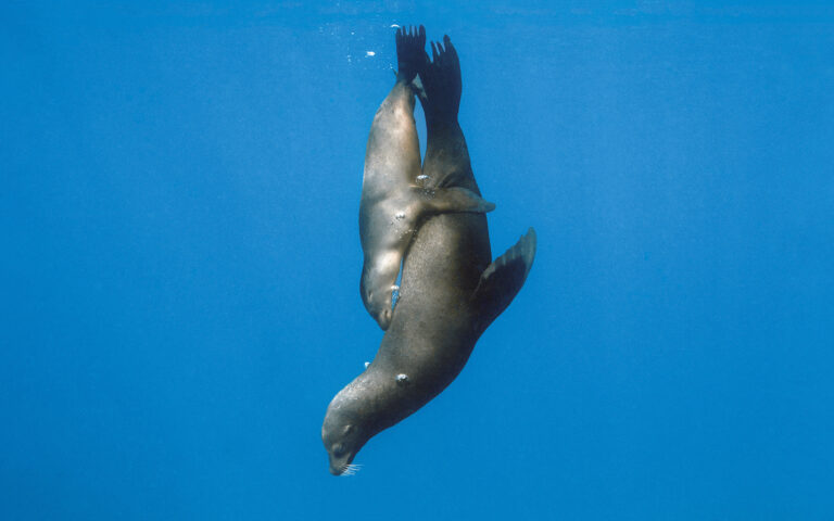 The Living Sea Mostra a Milano The Living Sea Mostra a Milano