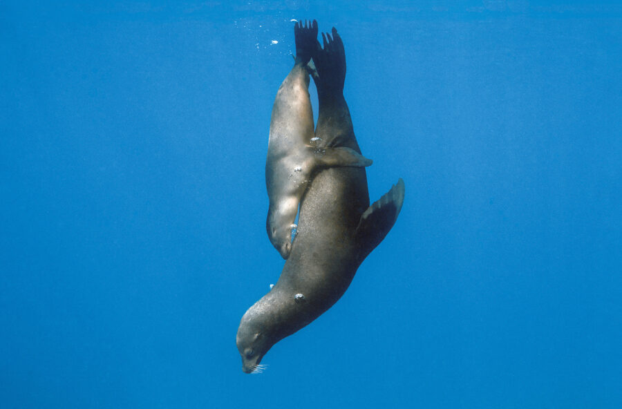 Le meraviglie dell’oceano in mostra a Milano