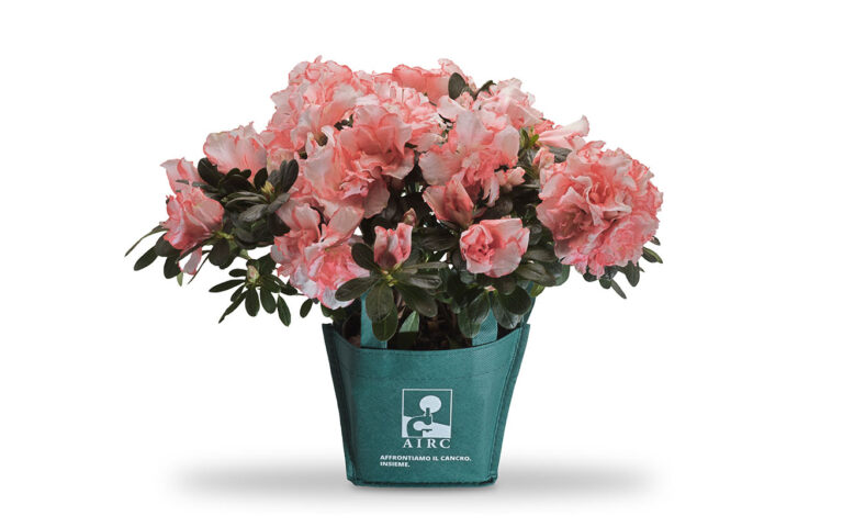 Azalea Ricerca AIRC Azalea Ricerca AIRC