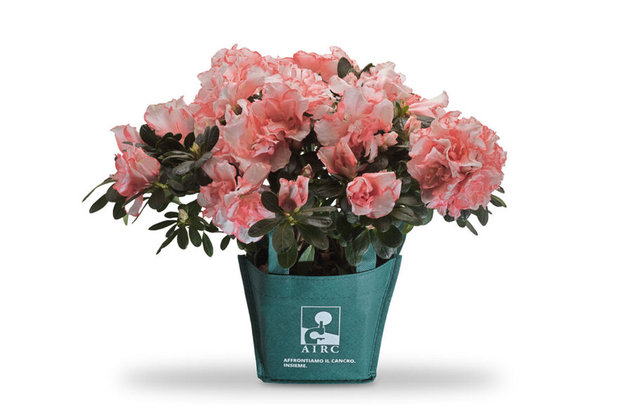 Festa della mamma: regala l’Azalea della Ricerca