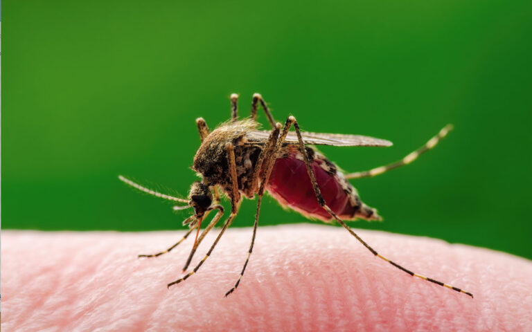 zanzara virus west nile zanzara virus west nile