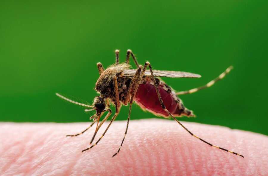 West Nile e Dengue: le precauzioni per chi viaggia