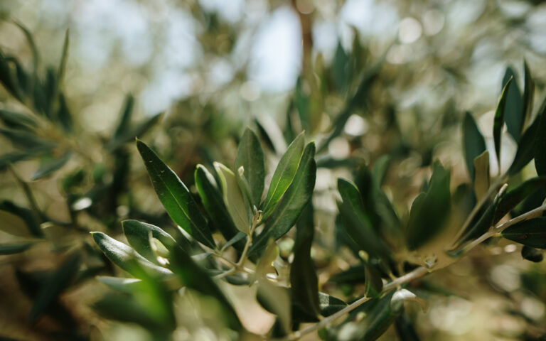 foglie d'ulivo per il nuovo collirio
