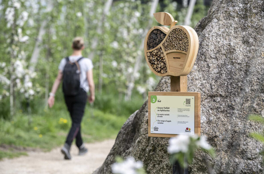 The Apple Walk: scopri la camminata della mela The Apple Walk: scopri la camminata della mela
