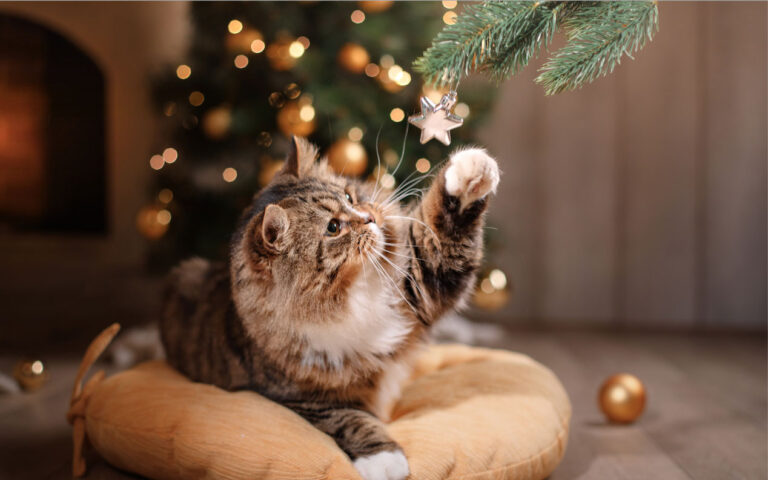 pet - natale pet - natale