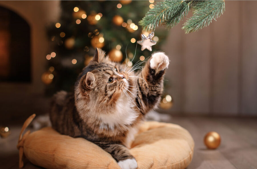 Micio e Fido: non dimenticarti del loro benessere a Natale