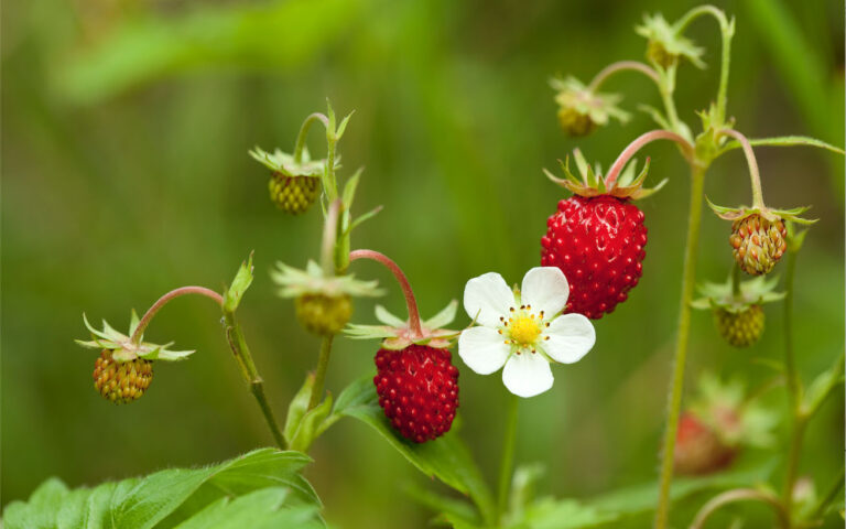 fragoline di bosco