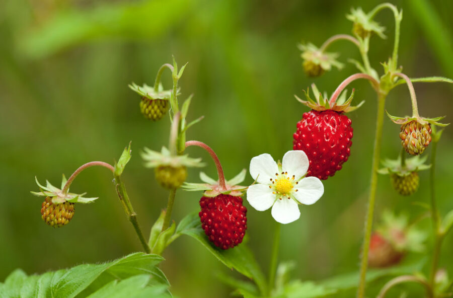 Fragoline di bosco: il segreto goloso della tua cura anticellulite