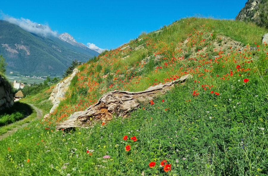 Biodiversit&agrave;: in Val Venosta c&rsquo;&egrave; un &ldquo;pascolo&rdquo; per le api