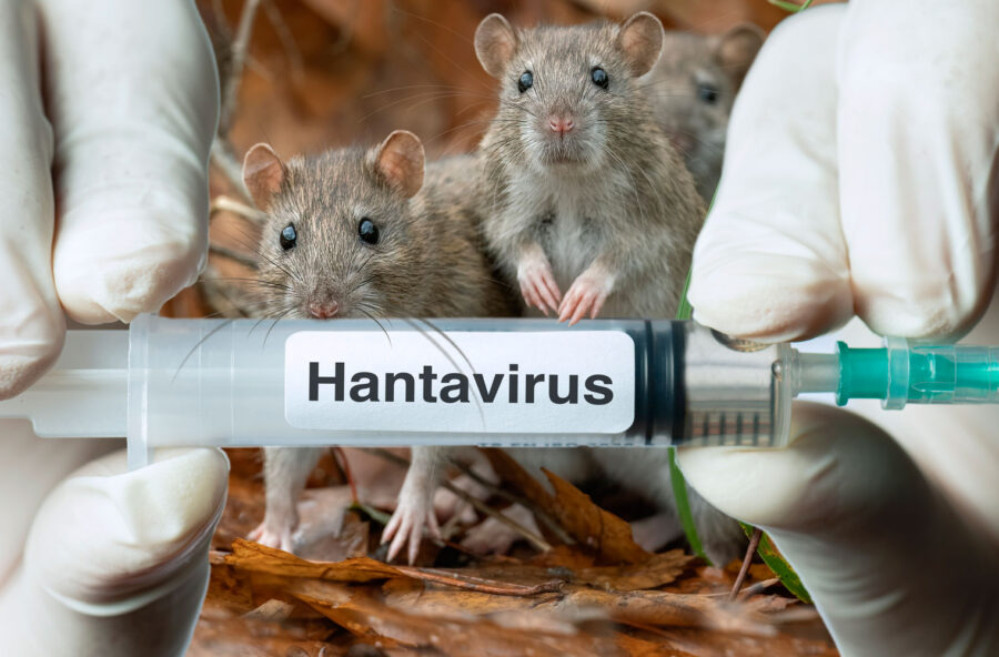 Hantavirus: cosa bisogna sapere