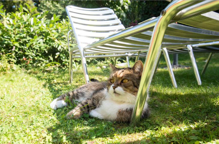 Cani e gatti in estate: come difenderli dal caldo