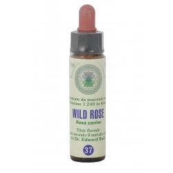 FIORI DI BACH 37 WILD ROSE GTT