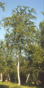 MSA BETULA PUBESCENS 50ML