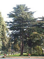 MSA CEDRUS LIBANI 50ML