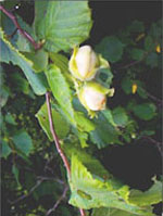 MSA CORYLUS AVELLANA 50ML