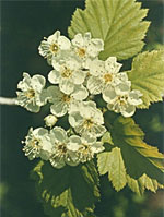 MSA CRATAEGUS OXYACA 50ML