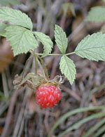 MSA RUBUS IDAEUS 50ML