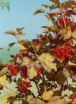 MSA VIBURNUM LANTANA 50ML