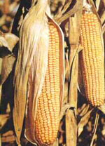 MSA ZEA MAYS 50ML