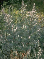 TSA ARTEMISIA VULGARIS 50ML