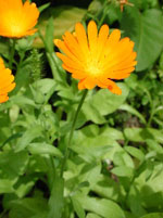 TSA CALENDULA OFFICINALIS 50ML