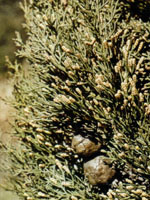 TSA CUPRESSUS SEMPERVIRENS50ML