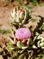 TSA CYNARA SCOLYMUS 50ML