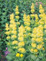 TSA GENTIANA LUTEA 50ML