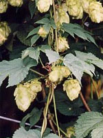 TSA HUMULUS LUPULUS 50ML