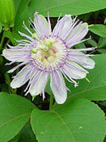 TSA PASSIFLORA INCARNATA 50ML