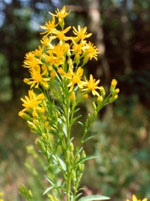 TSA SOLIDAGO VIRGAUREA 50ML