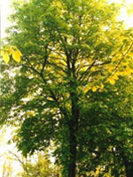 TSA TILIA EUROPEA 50ML