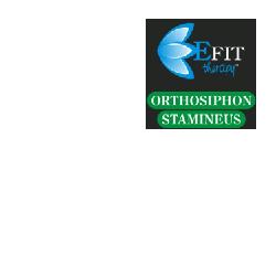 ORTHOSIPHON STAMINEUS EF 30ML